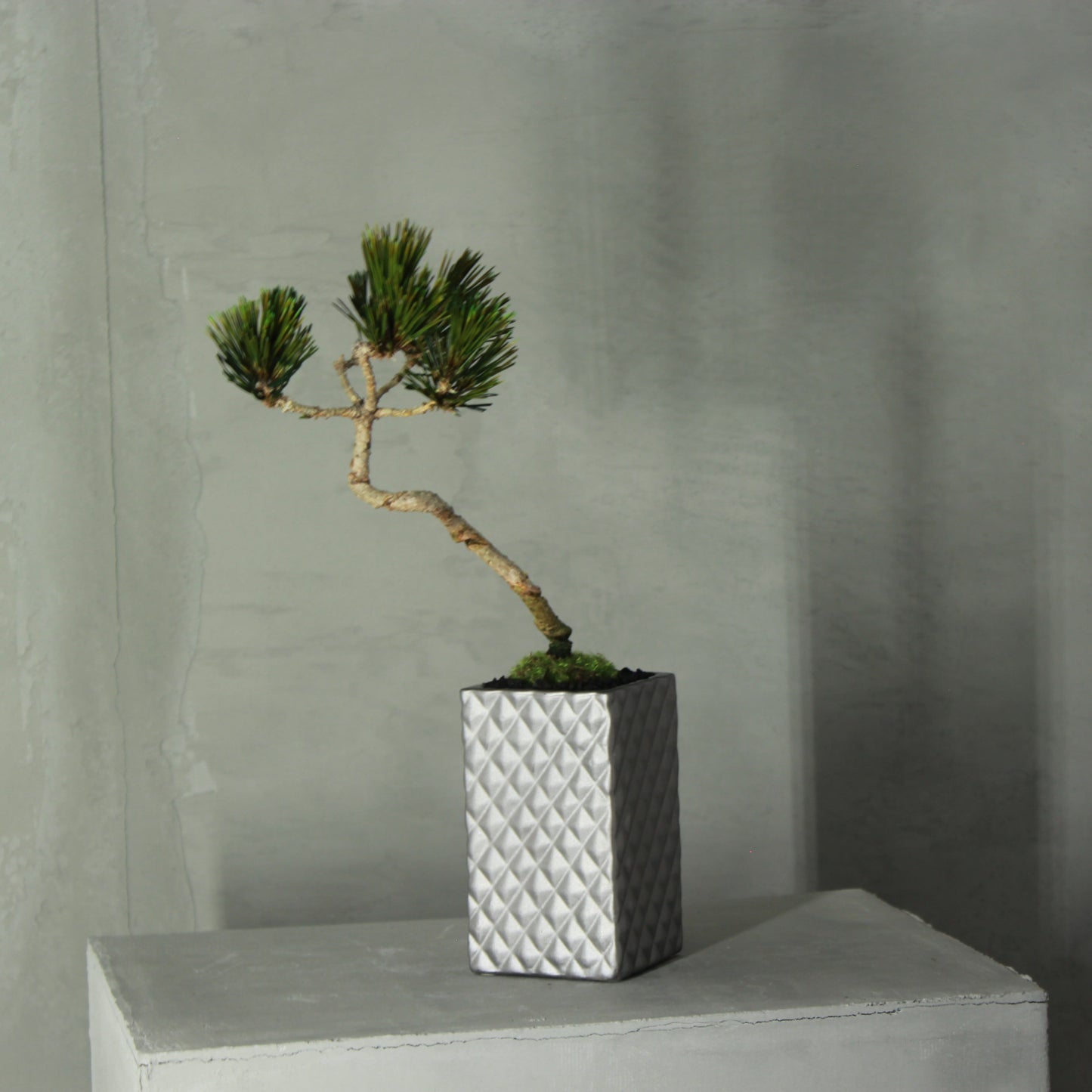 Tokocie BONSAI  黒松