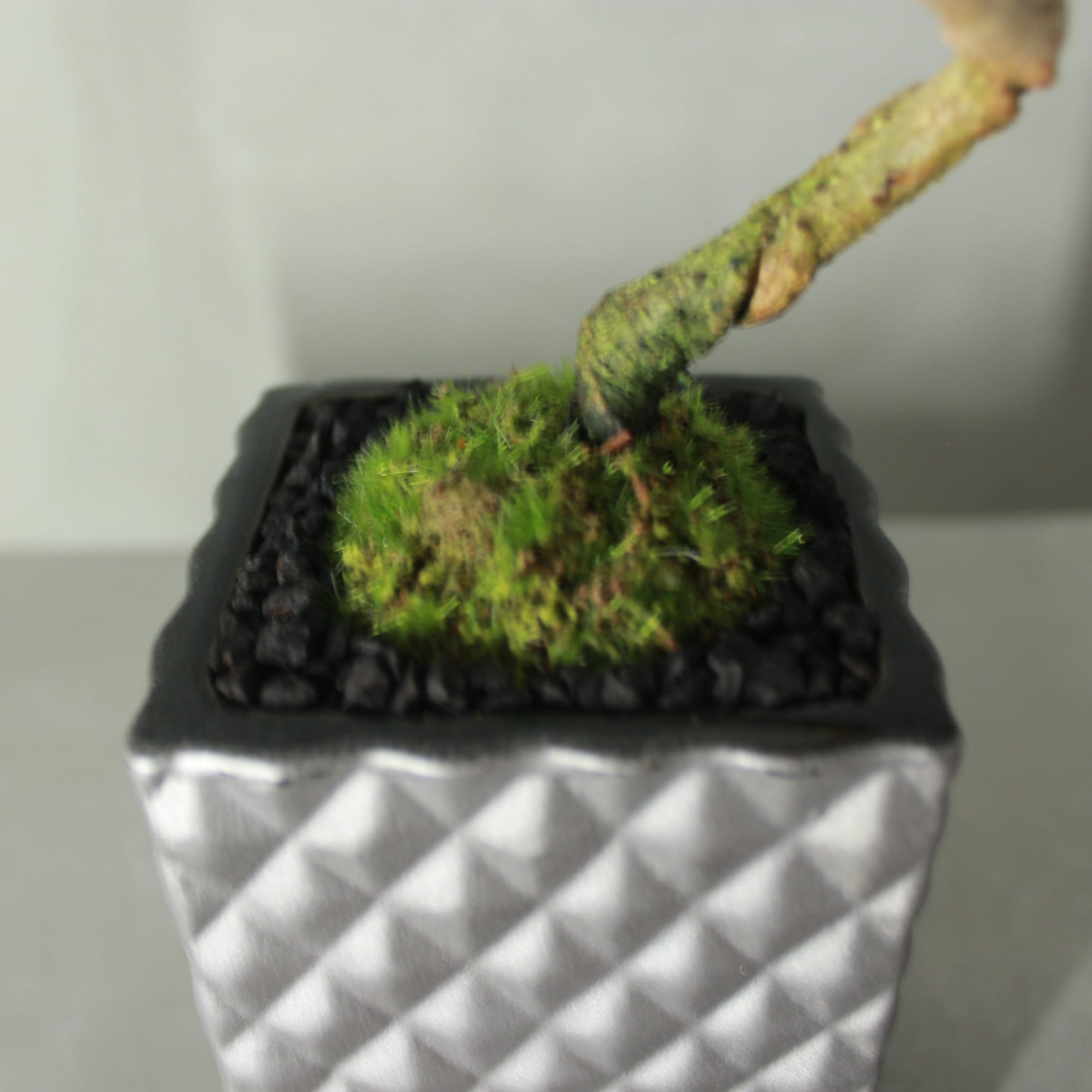 Tokocie BONSAI  黒松