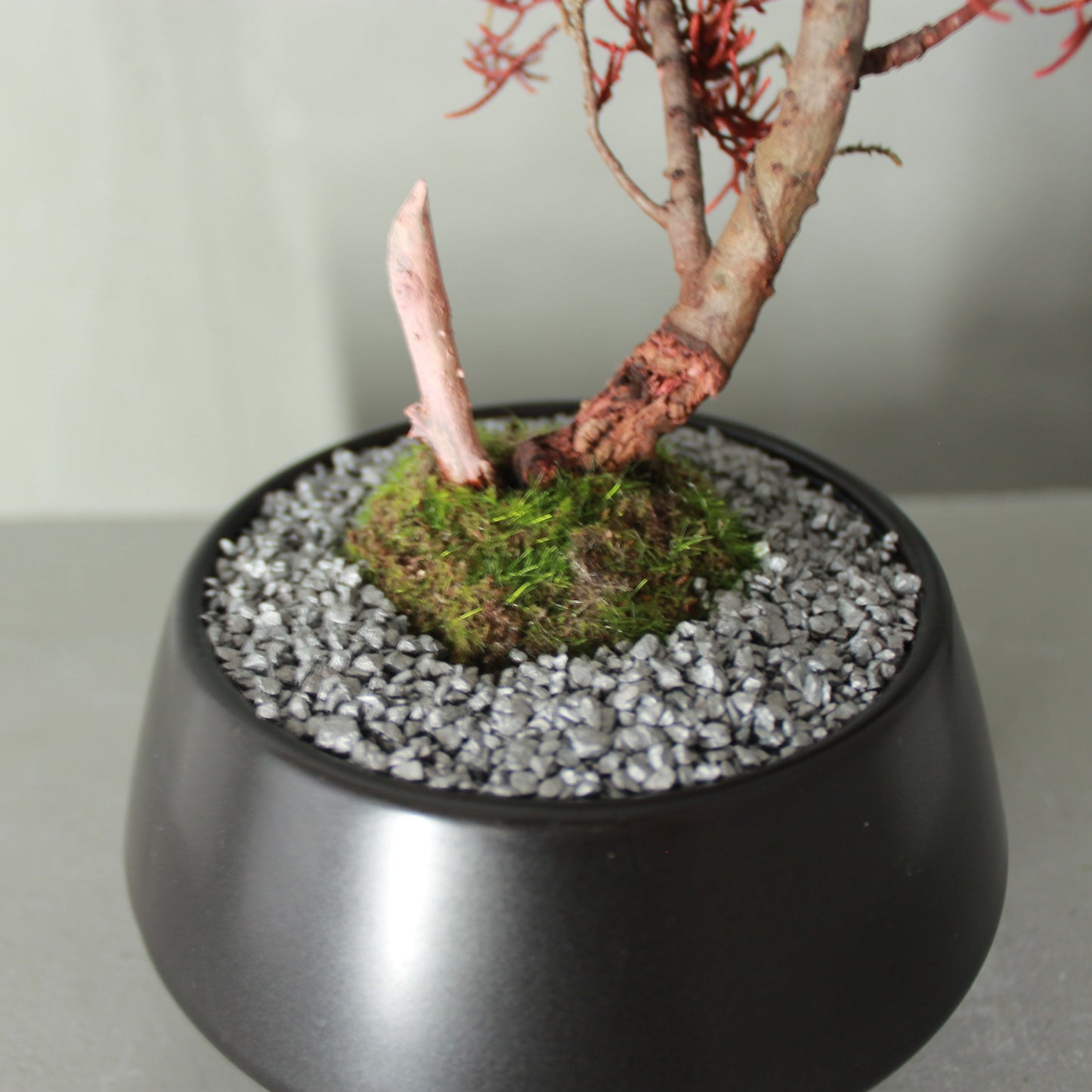 Tokocie BONSAI  真柏