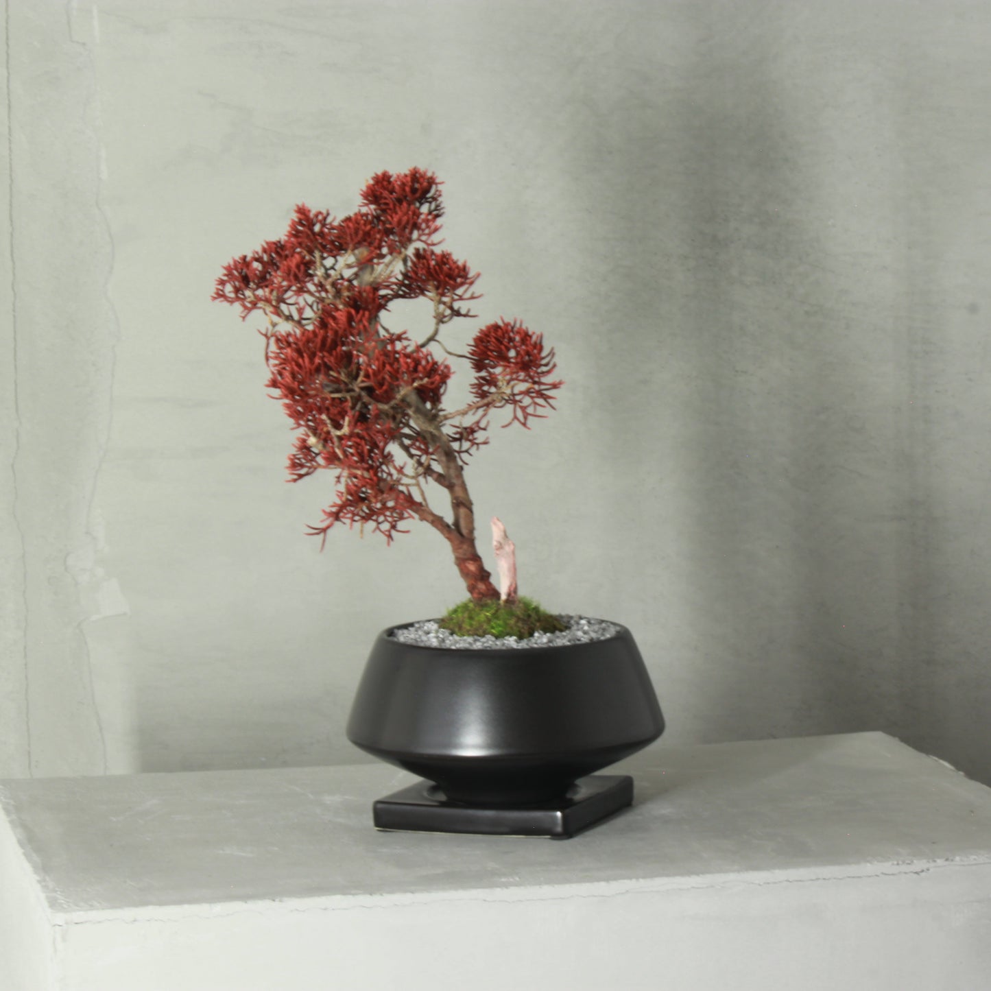 Tokocie BONSAI  真柏