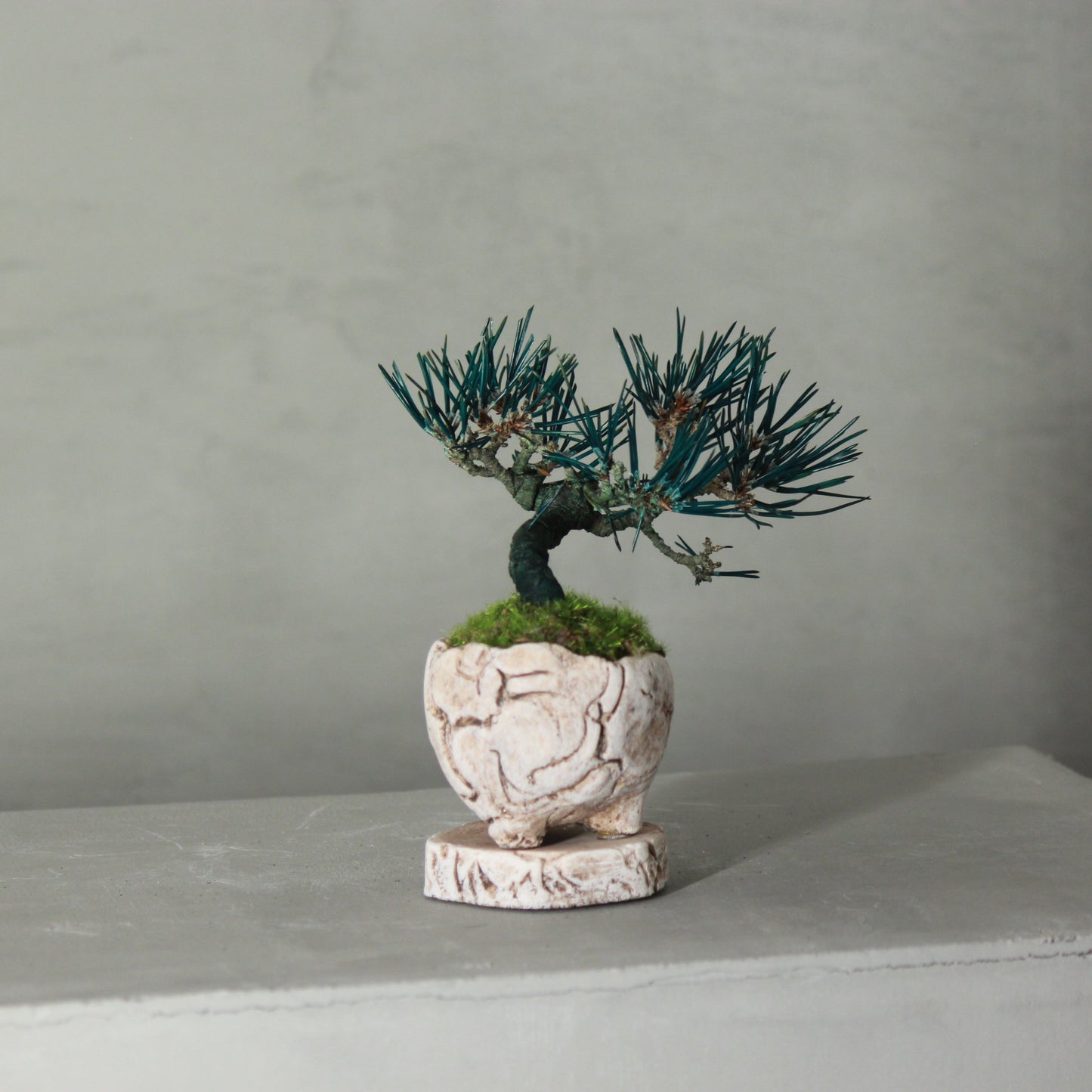 Tokocie BONSAI mini 黒松
