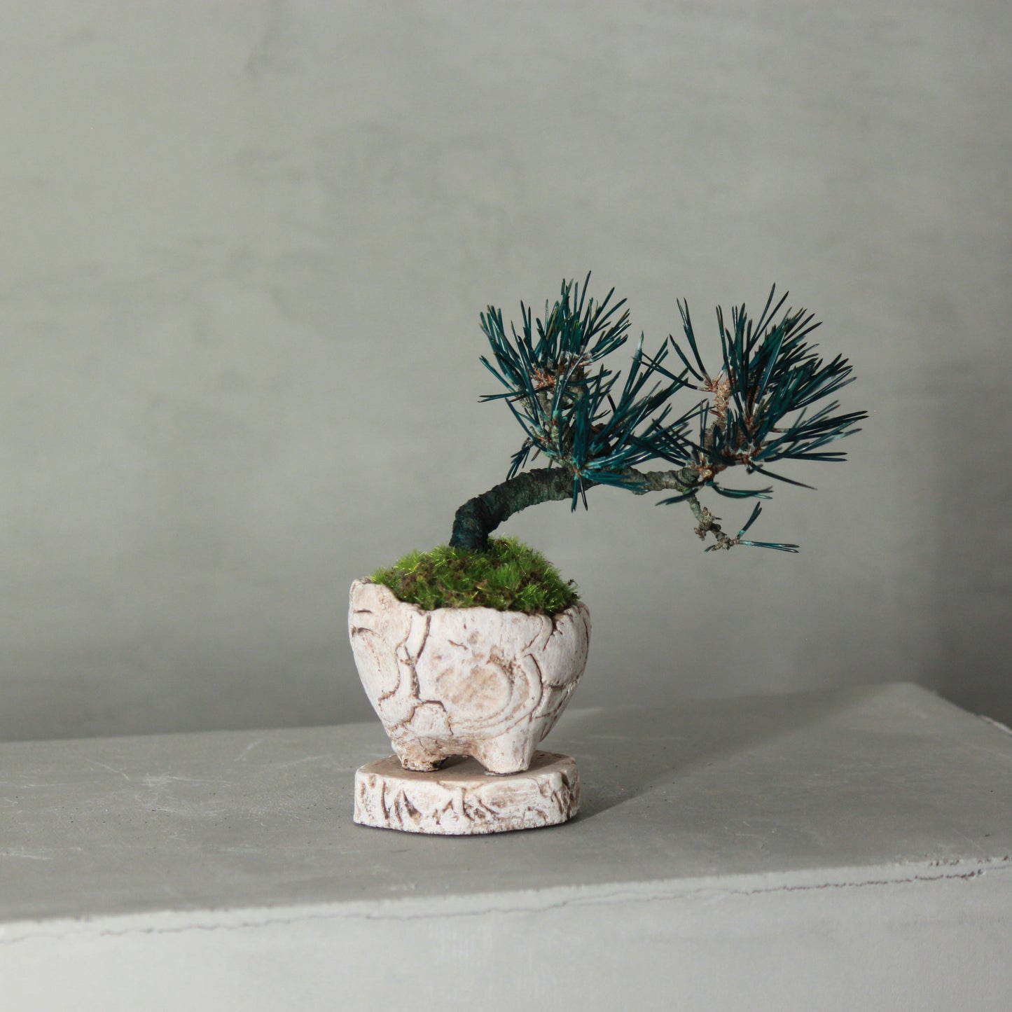 Tokocie BONSAI mini 黒松