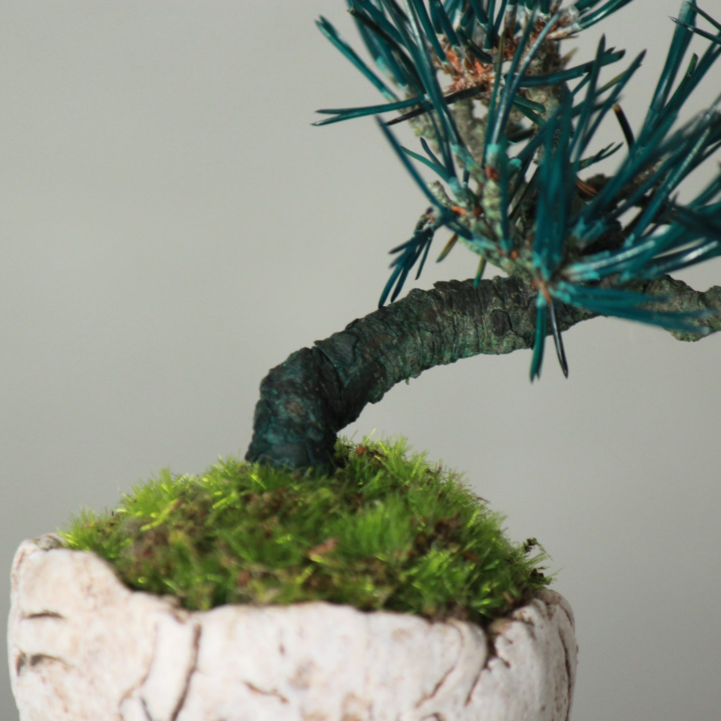 Tokocie BONSAI mini 黒松