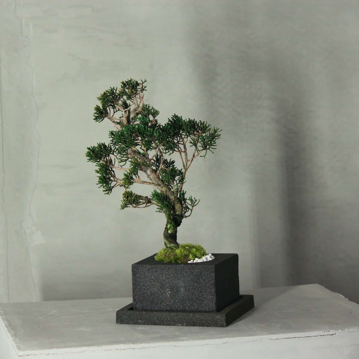 Tokocie BONSAI  真柏