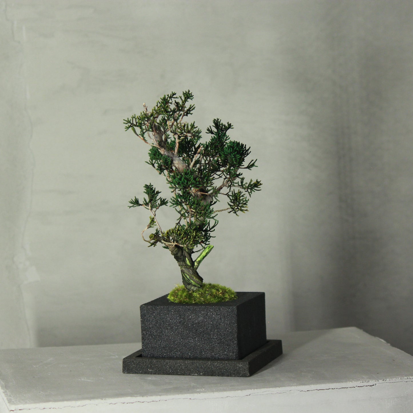 Tokocie BONSAI  真柏