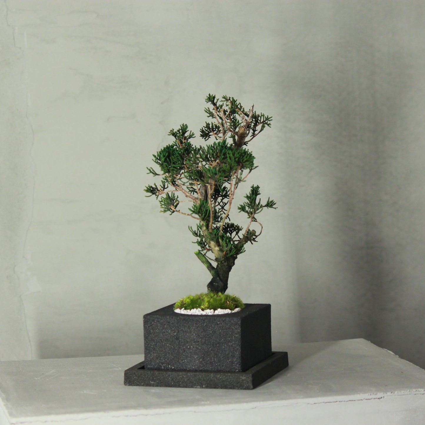 Tokocie BONSAI  真柏