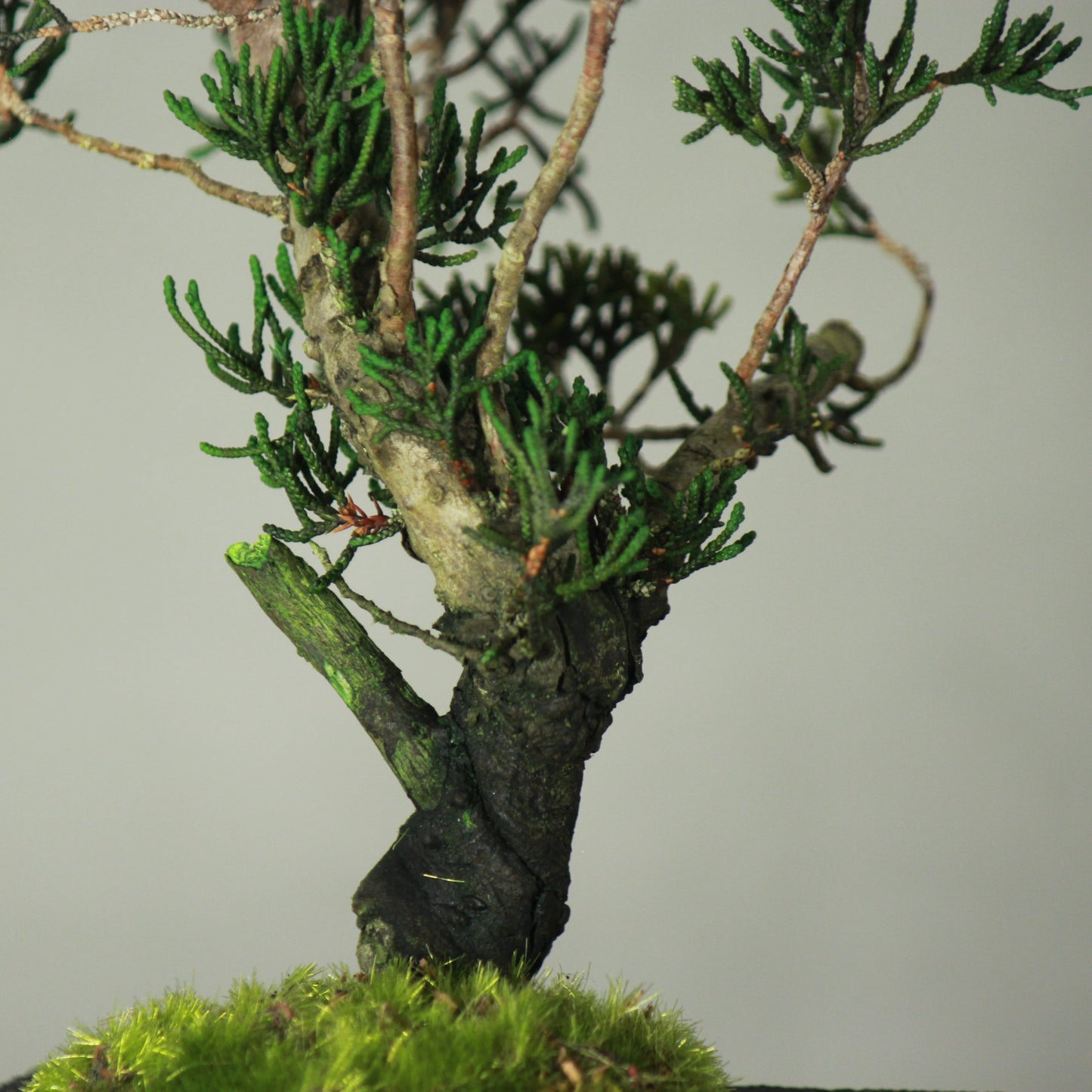 Tokocie BONSAI  真柏