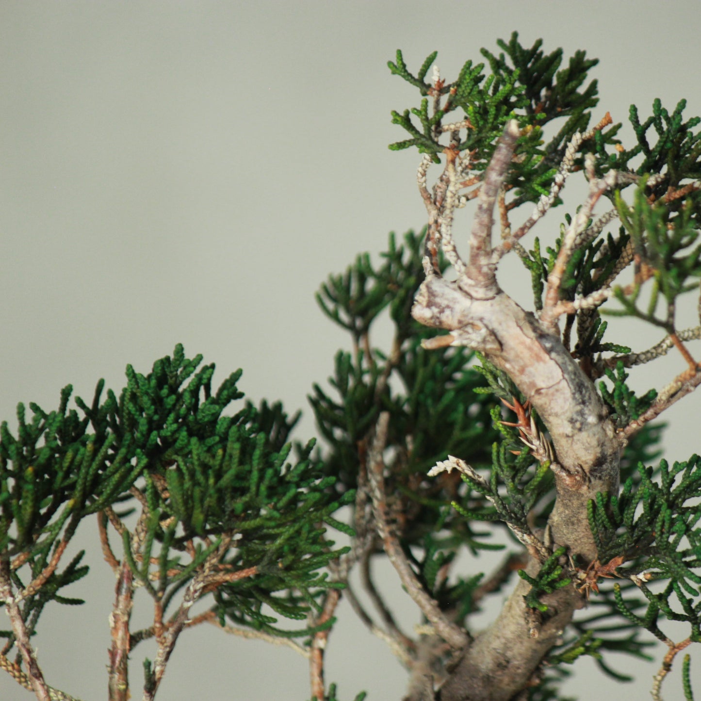 Tokocie BONSAI  真柏