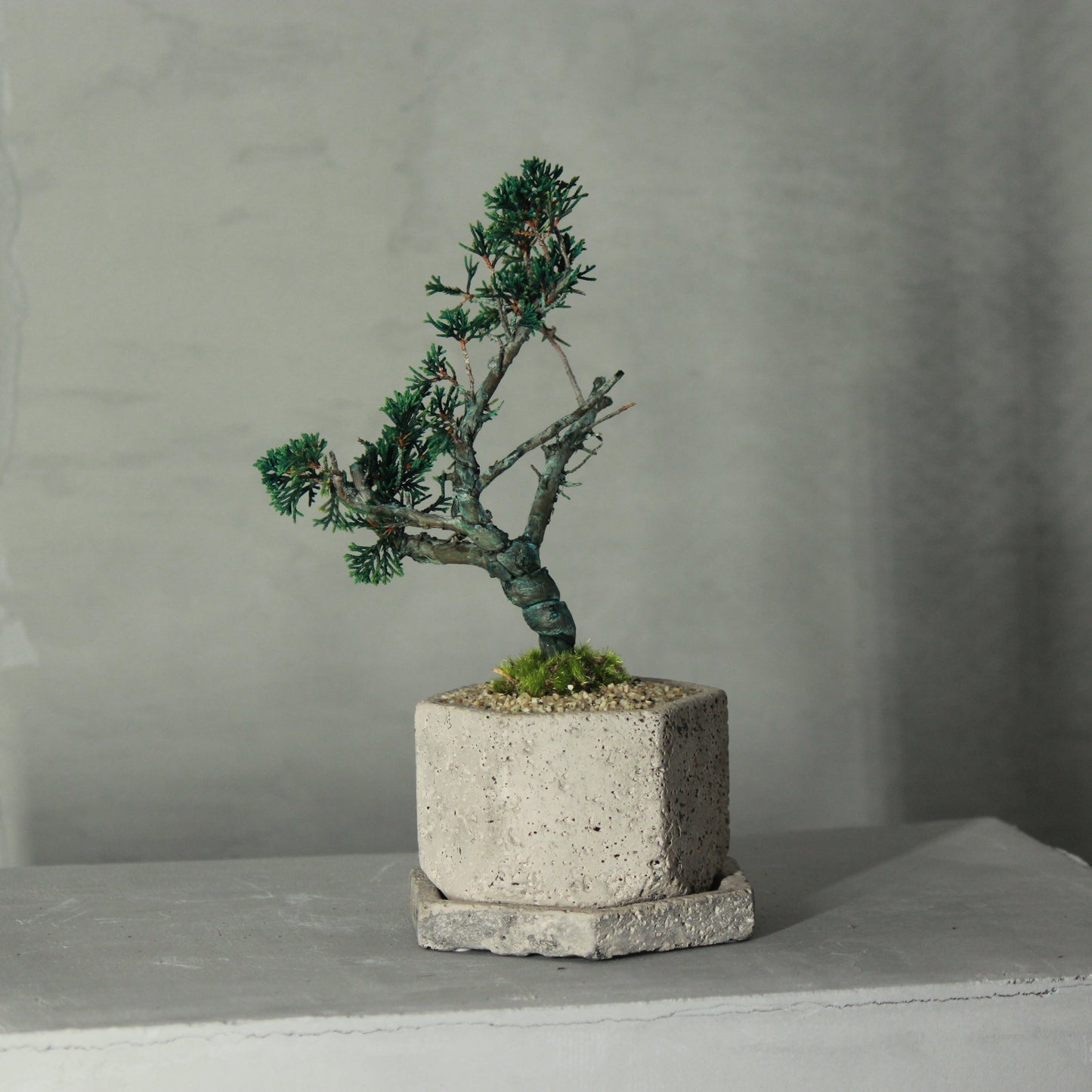 Tokocie BONSAI  真柏