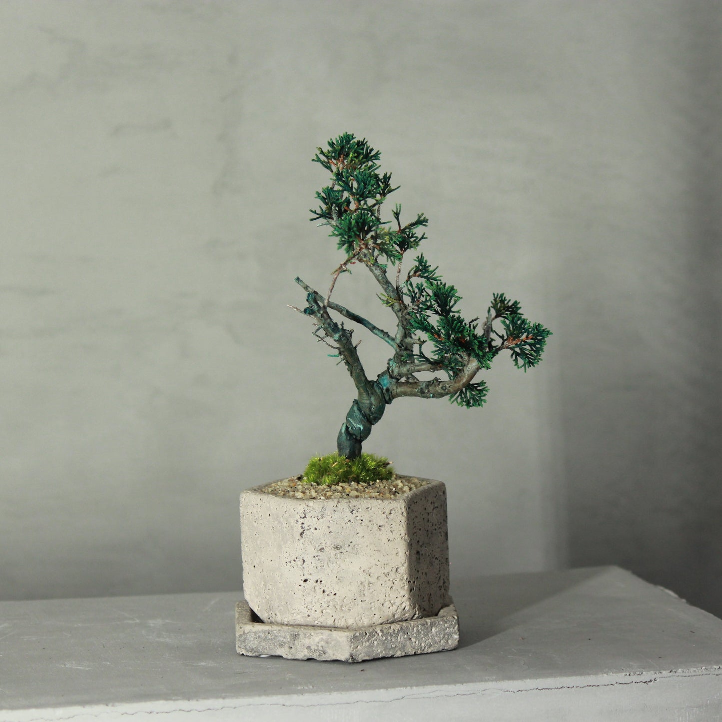Tokocie BONSAI  真柏