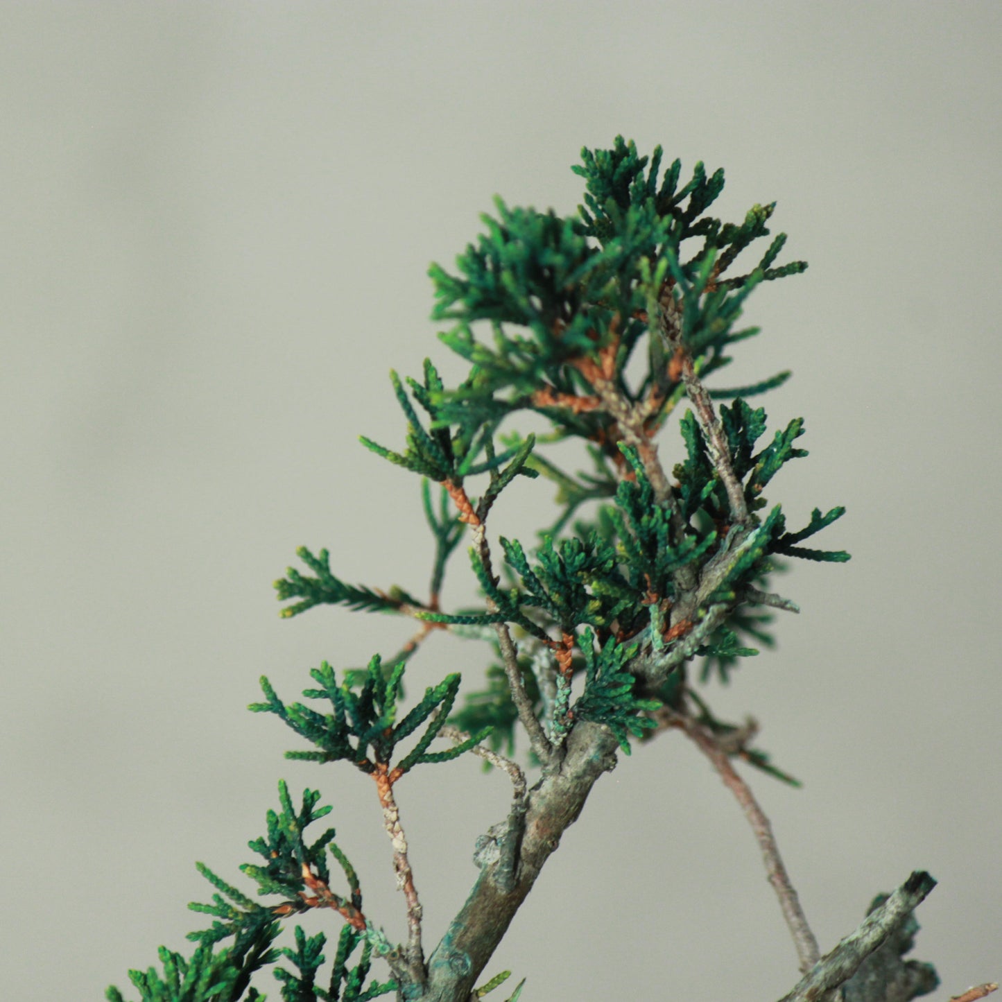 Tokocie BONSAI  真柏