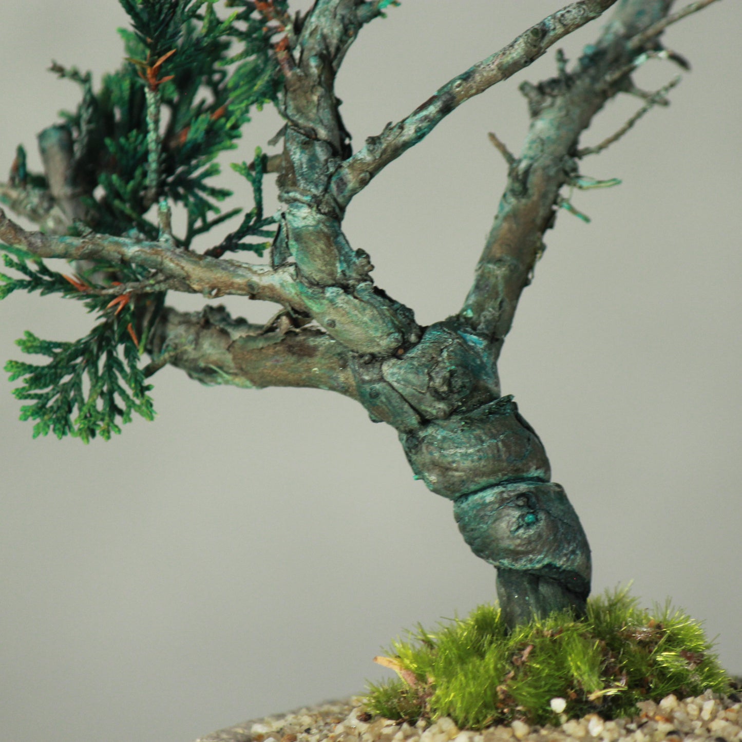 Tokocie BONSAI  真柏