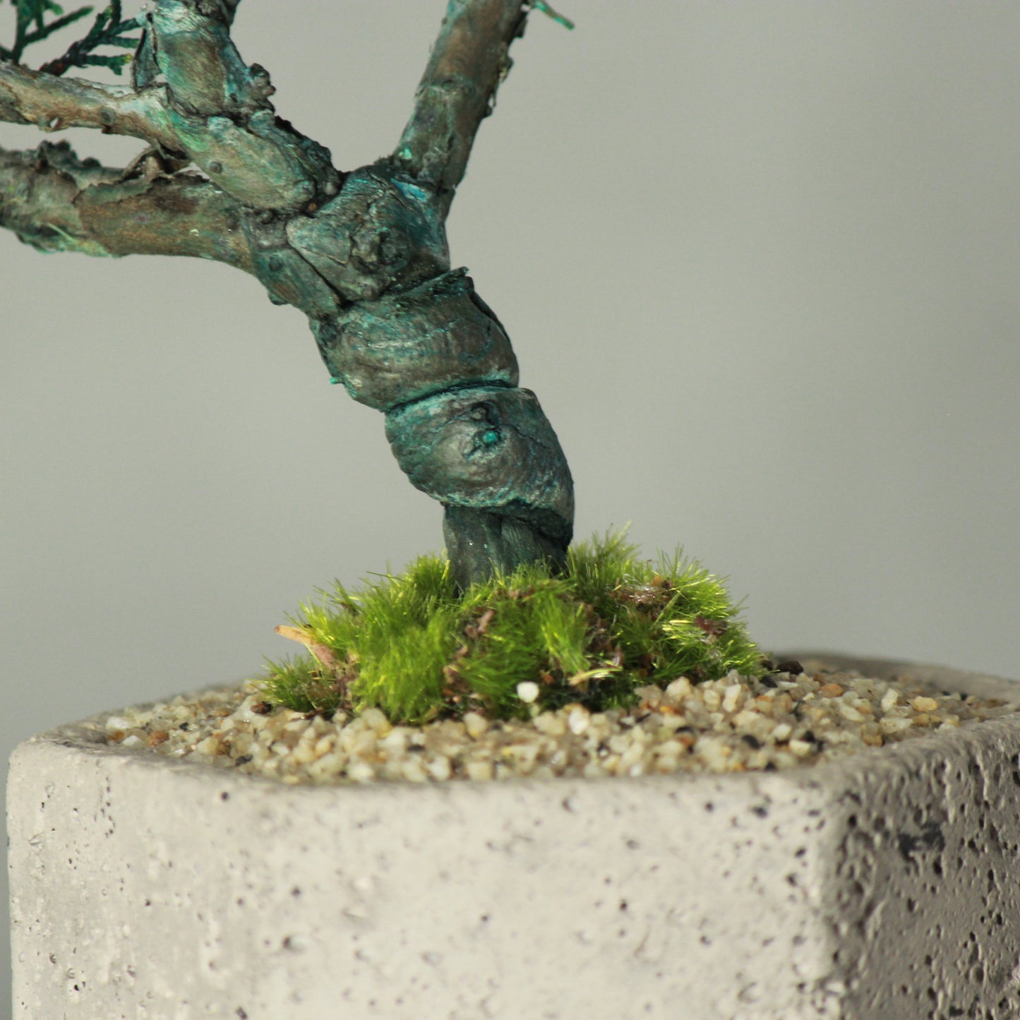 Tokocie BONSAI  真柏