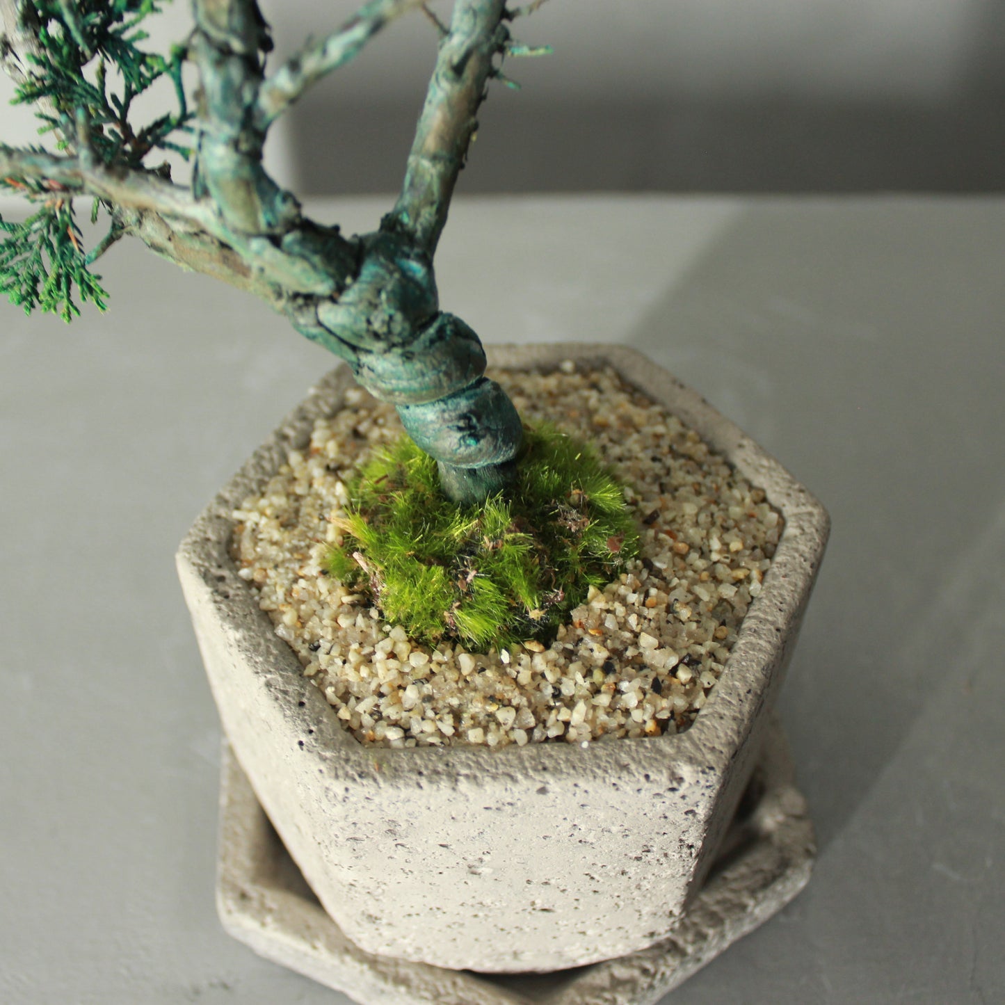 Tokocie BONSAI  真柏