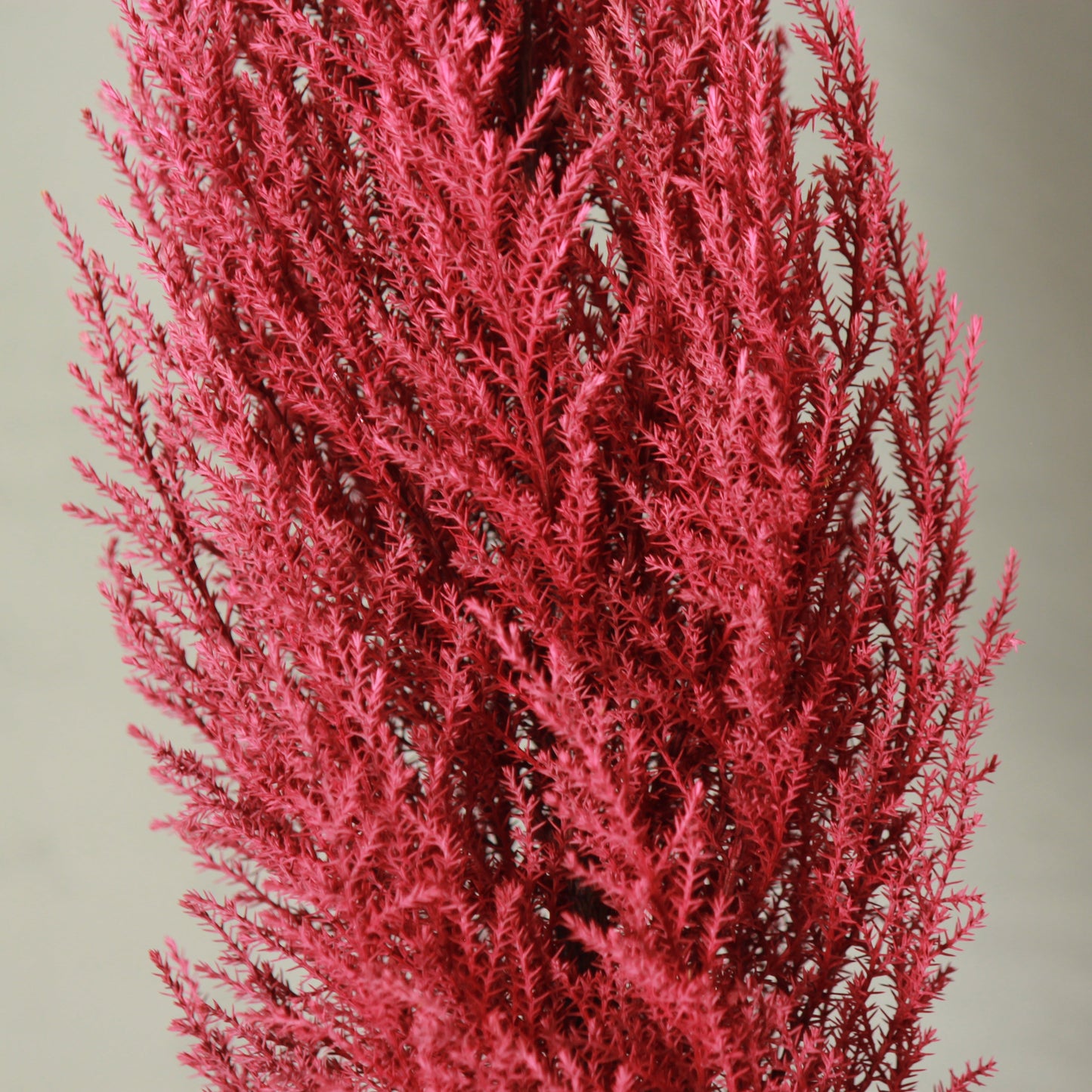 Conifer select ゴールドクレスト ワインレッド