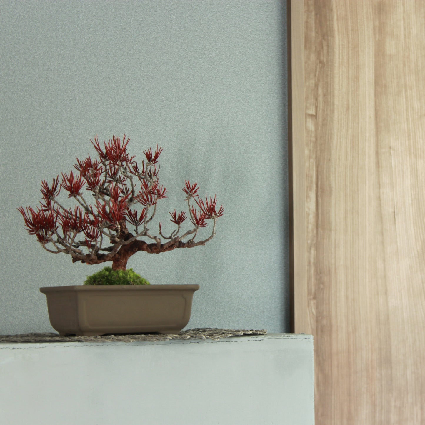 Tokocie BONSAI  黒松