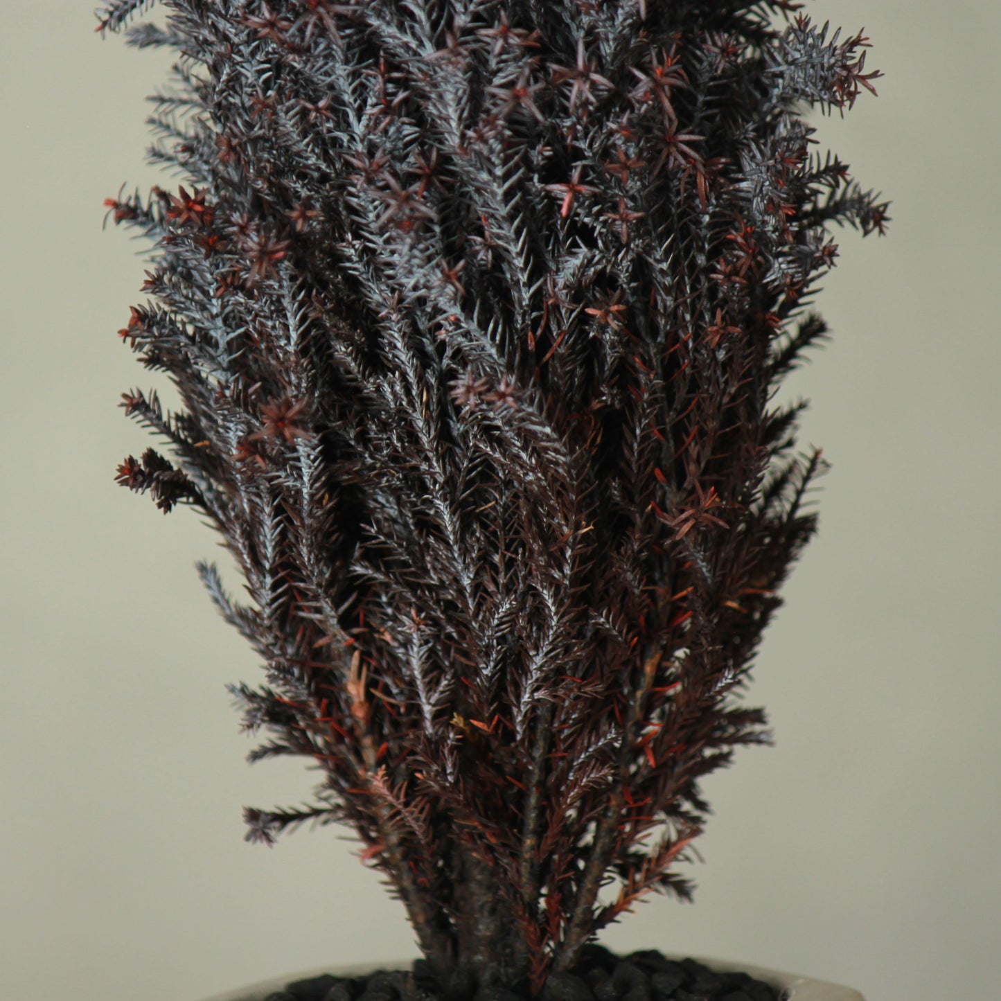 Conifer select シルバースター バイオレット