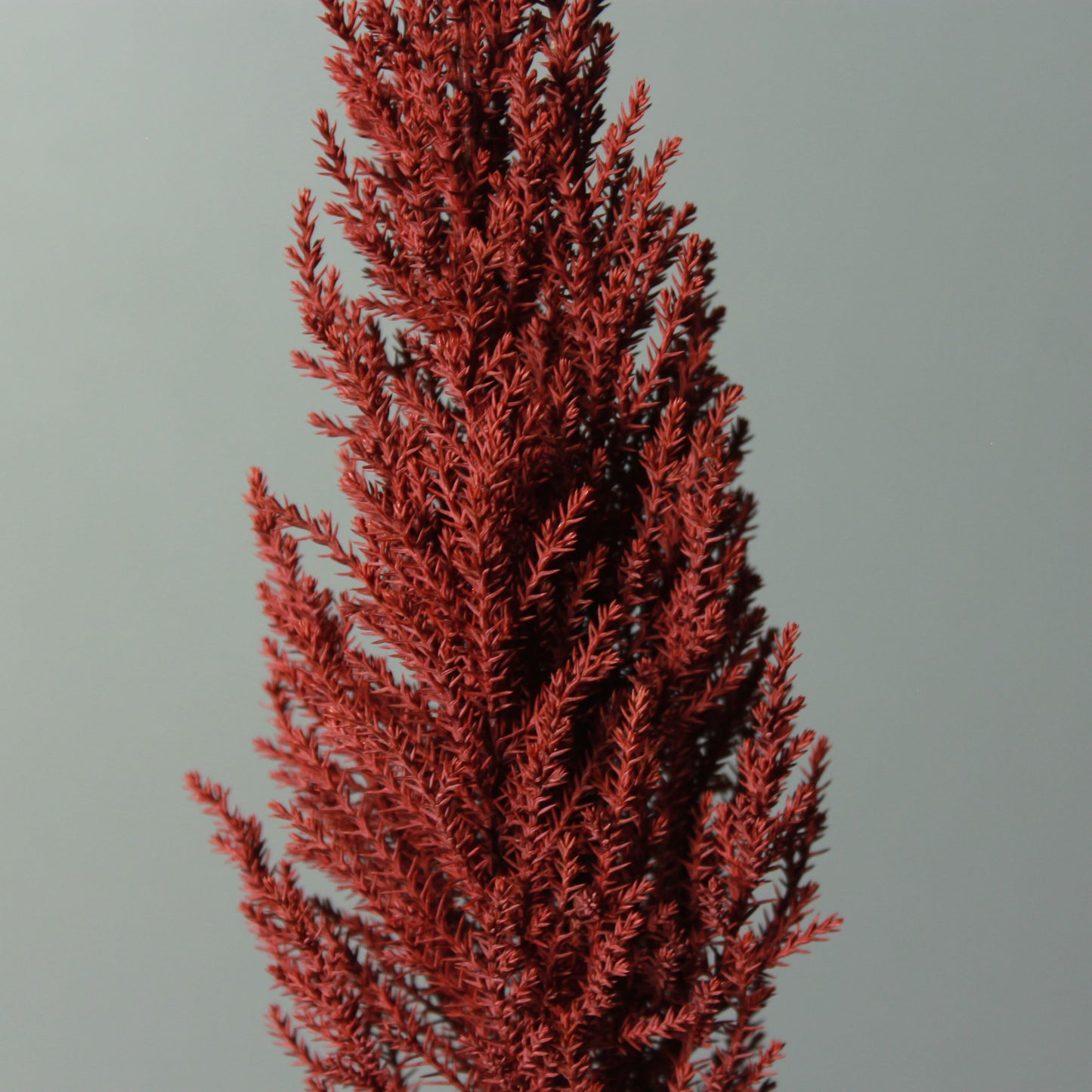 Desk tree ゴールドクレスト レッド（現品）