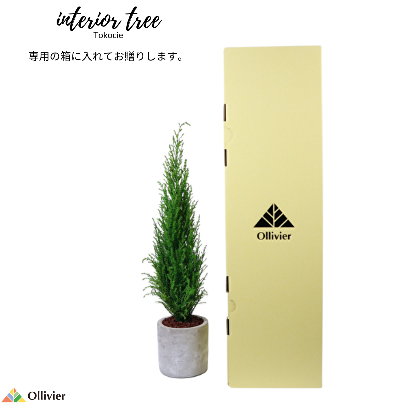 Desk tree ゴールドクレストM イエロー