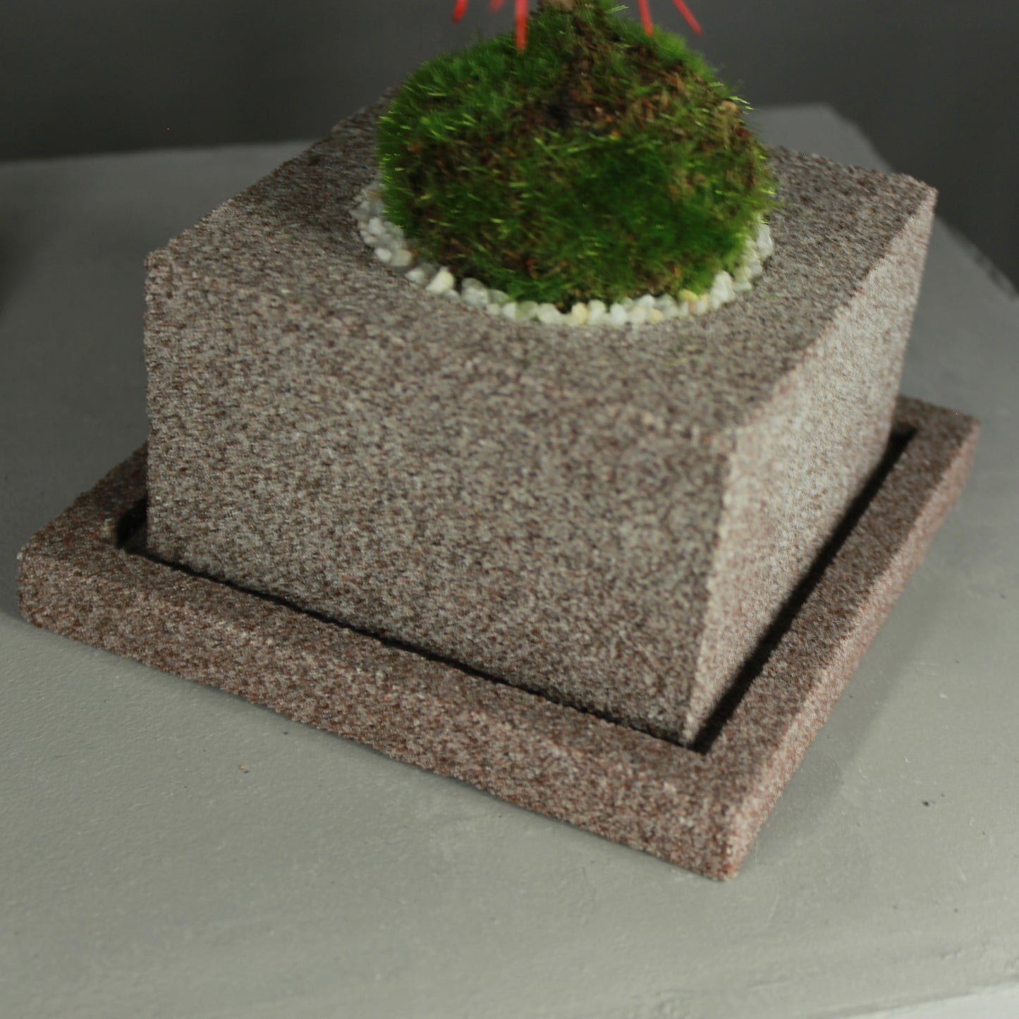 Tokocie BONSAI 黒松
