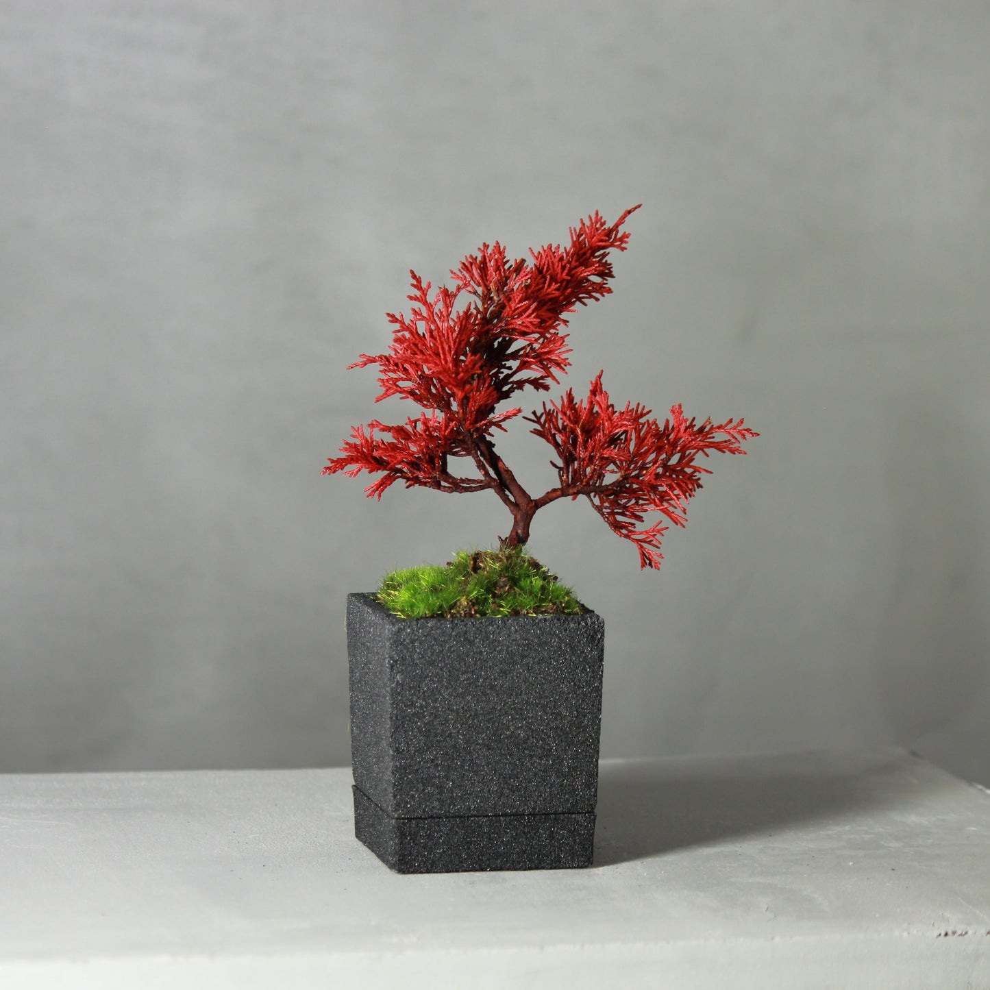 Tokocie BONSAI mini 真柏