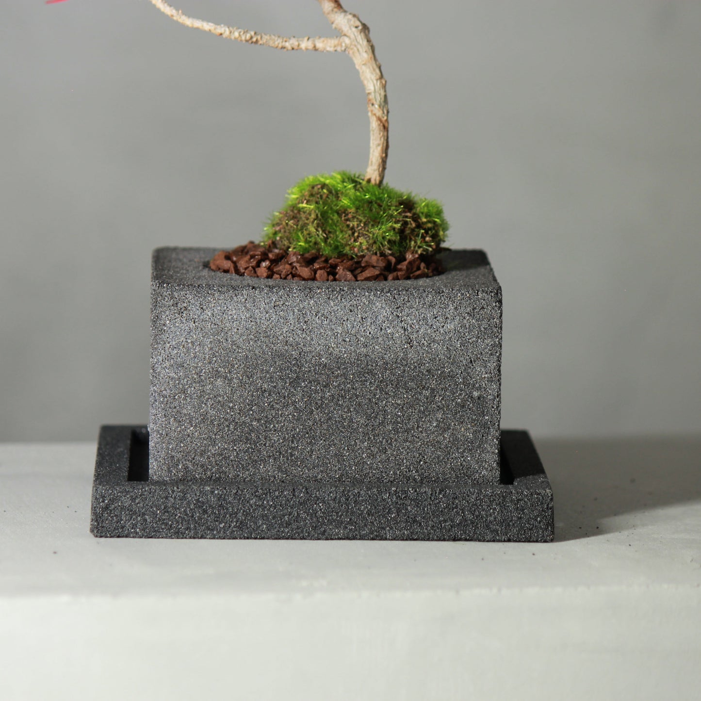 Tokocie BONSAI 黒松