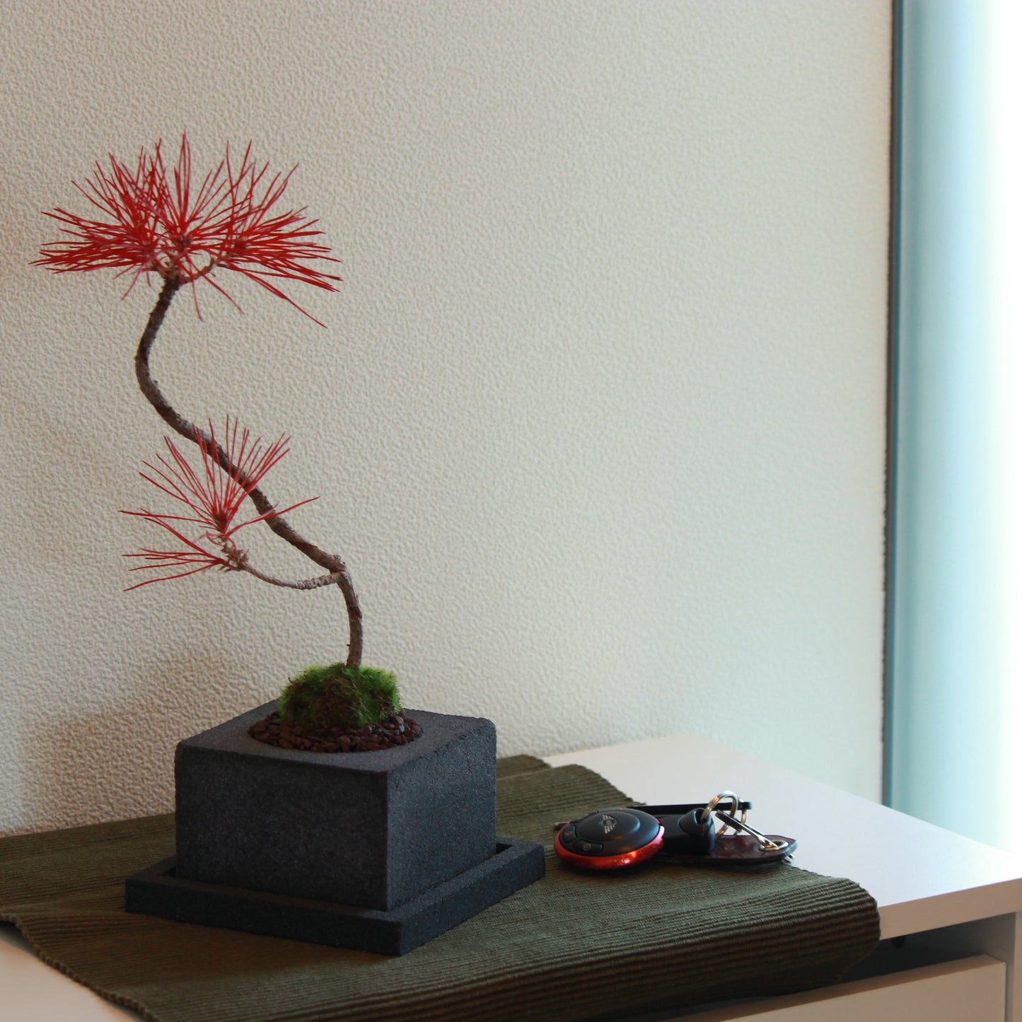 Tokocie BONSAI 黒松